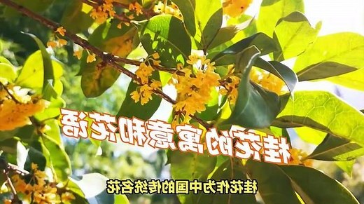 桂花 寓意